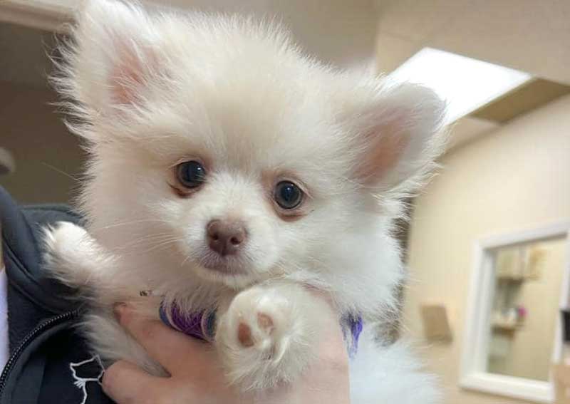 Carousel Slide 8: Puppy care